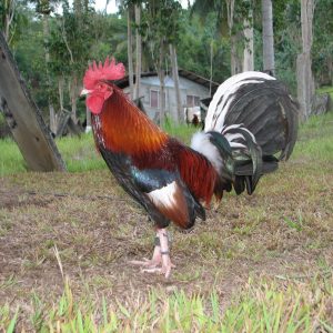 Kearney Whitehackle Gamefowl