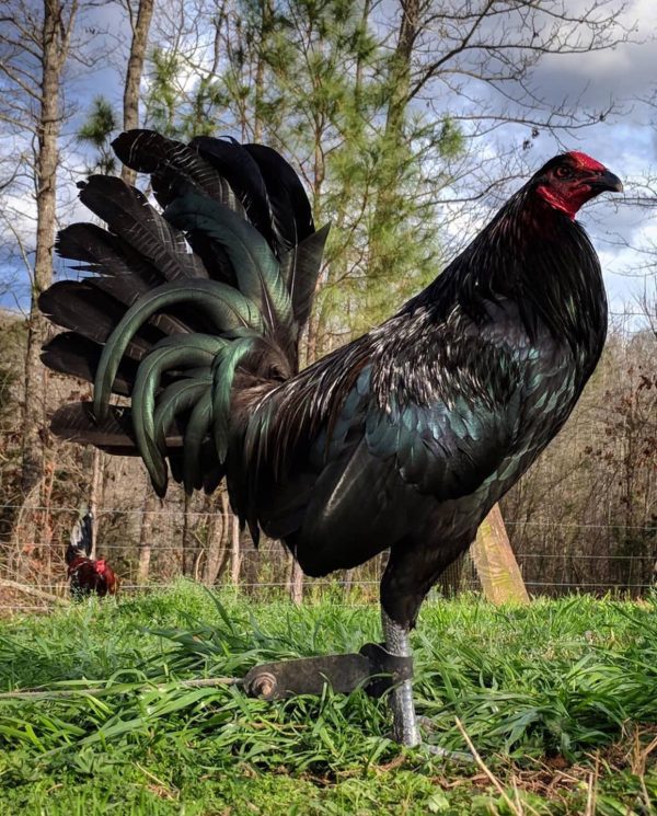 Black Gamefowl