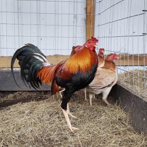 Buy Cardinal Kelso Fighter Gamefowl