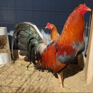 Radio gamefowl for sale