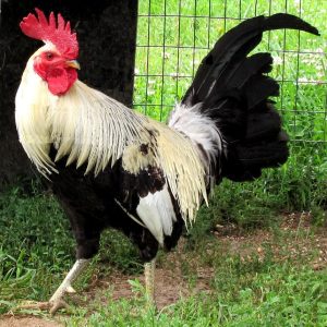 Ginn Grey Toppy Gamefowl Hatching Eggs